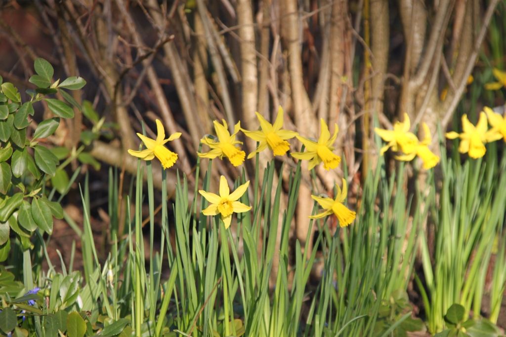 Daffodils,Spring,Leicester