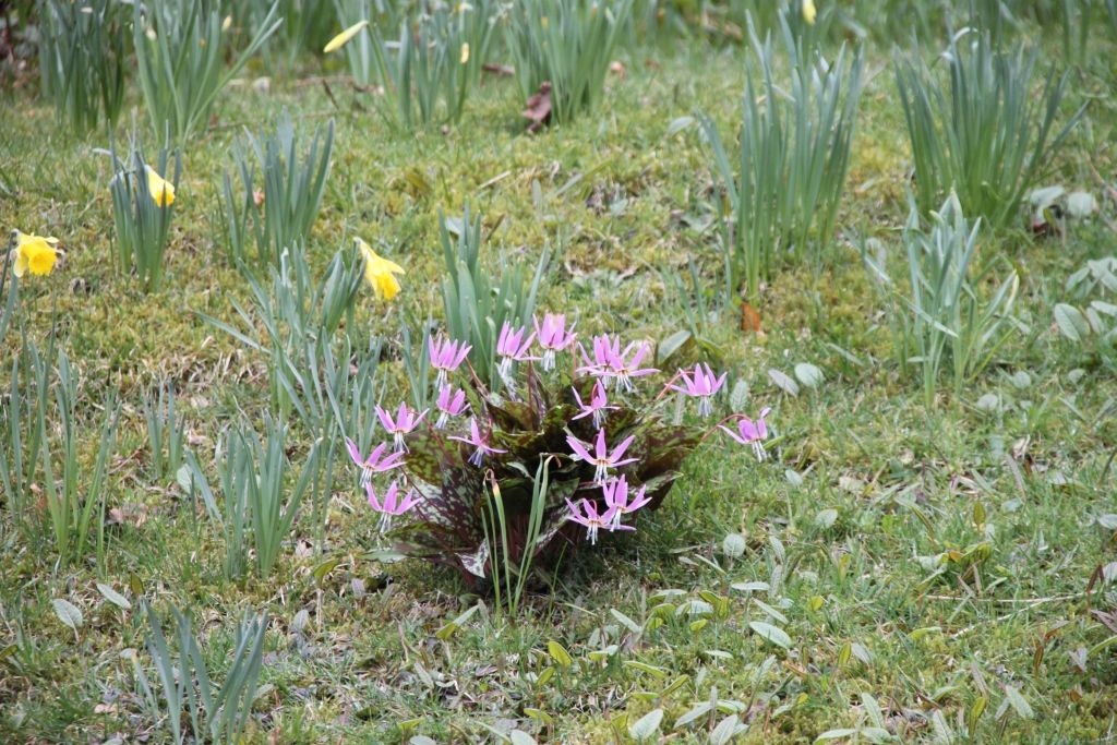 Dove Cottage,Wordsworth,Lake District