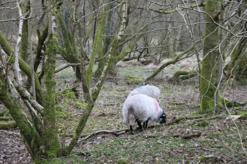 Lake District,Windermere,Grasmere,Trekking