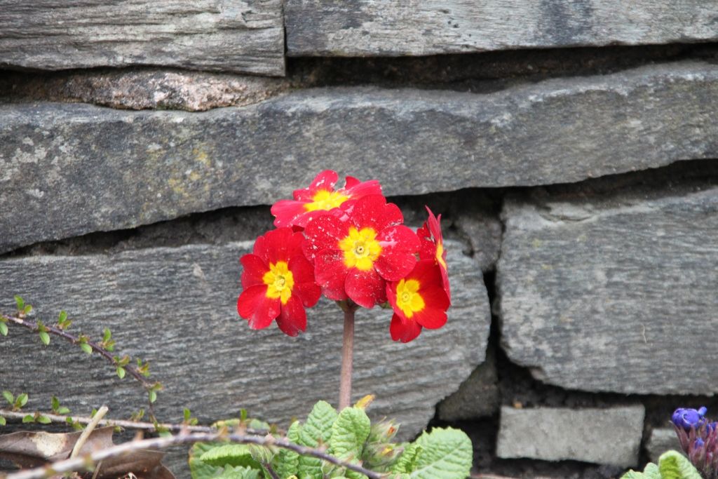 Flowers,Lake District