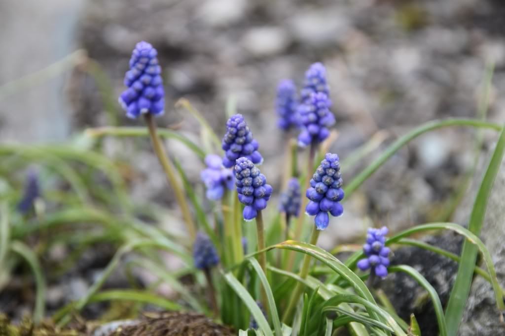 Flowers,Lake District