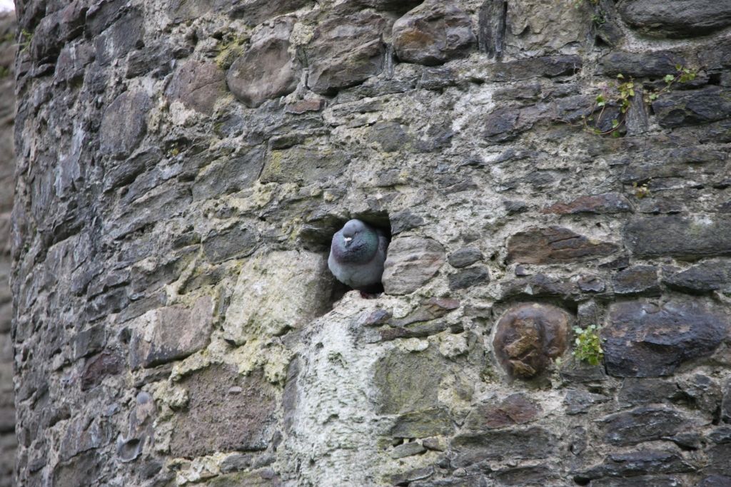 Swansea Castle