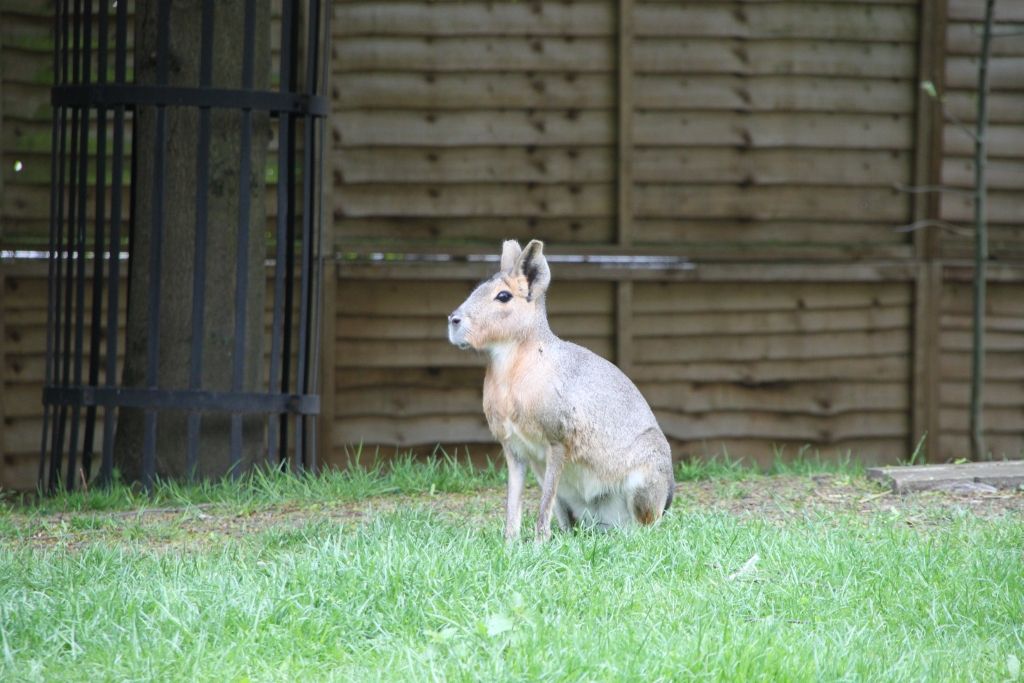 Battersea Park,Zoo