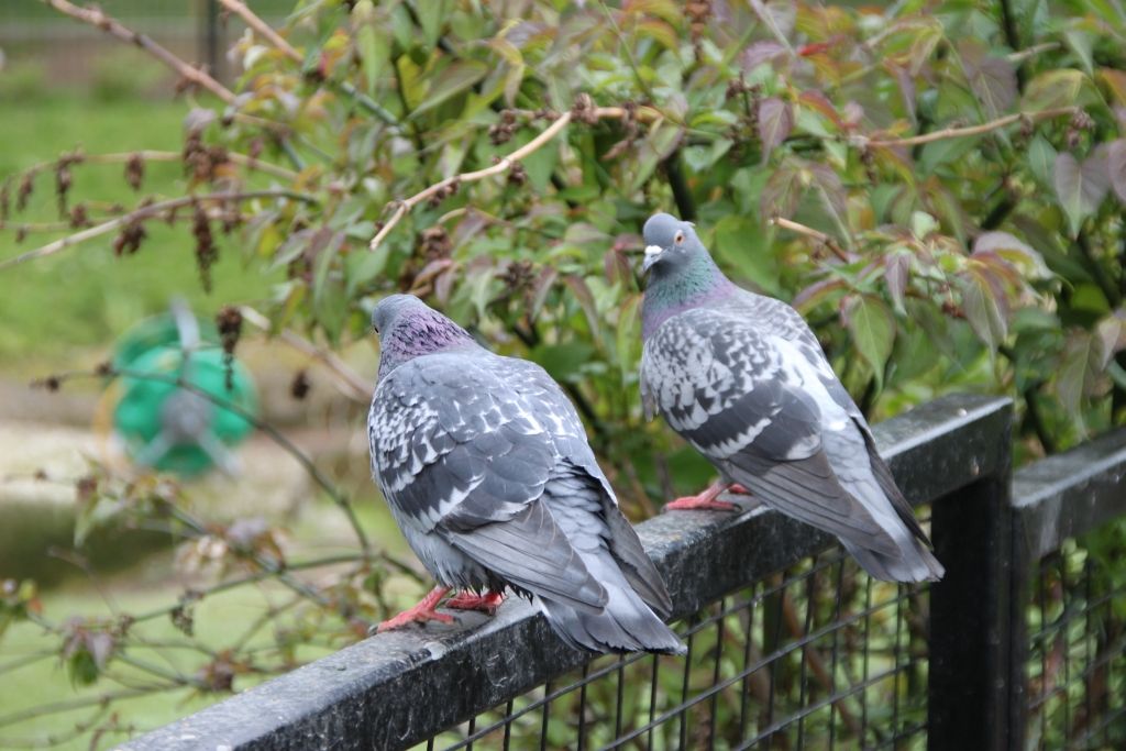 Battersea Park,Zoo