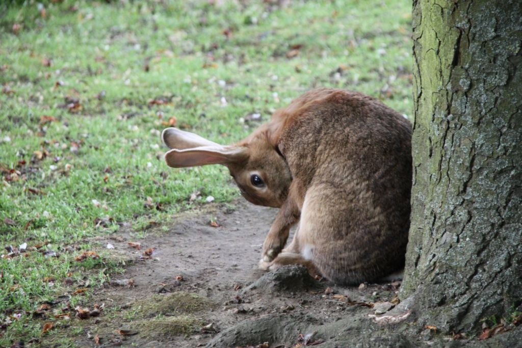 Battersea Park,Zoo