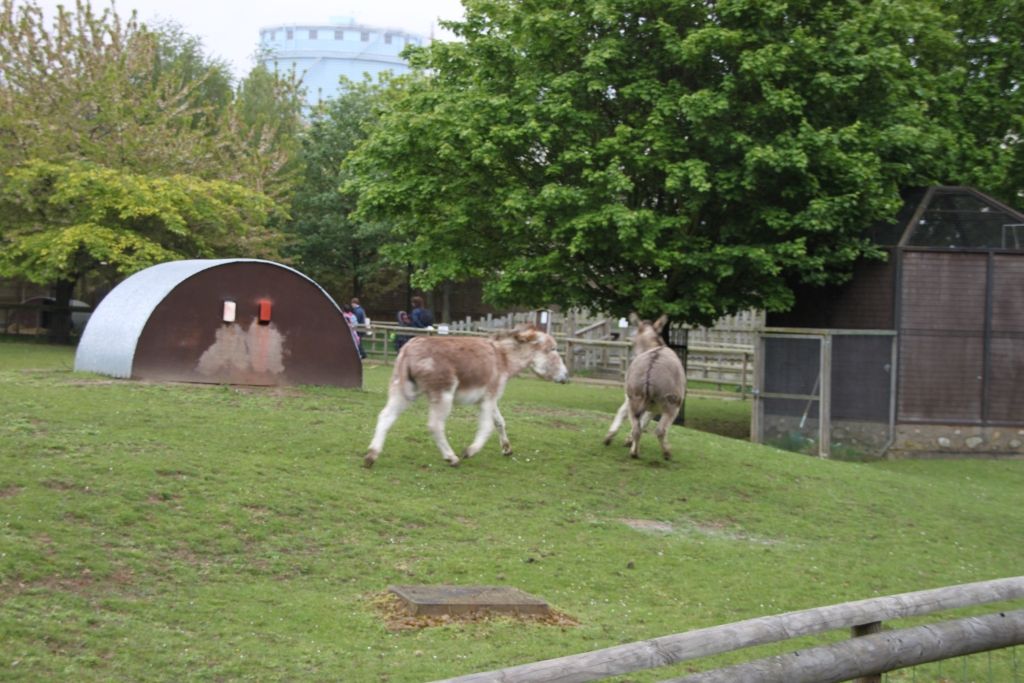 Battersea Park,Zoo