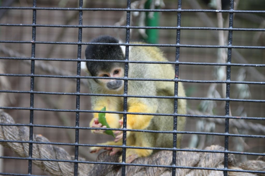 Battersea Park,Zoo