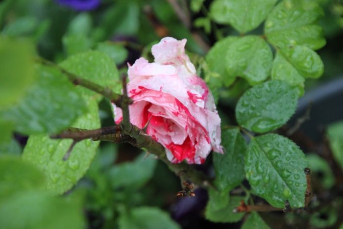 Rose,Petals