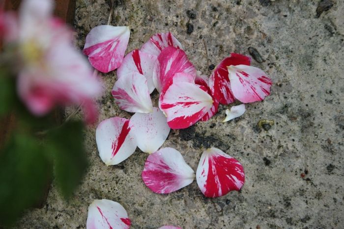 Rose,Petals