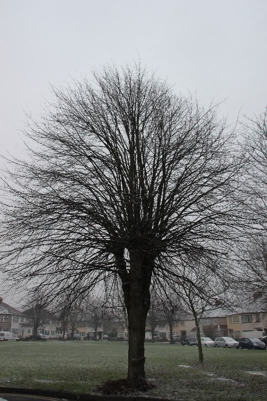 Snow,London,Winter,Trees,Garden