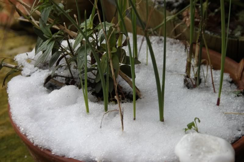 Snow,London