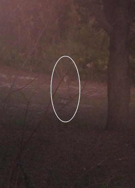 Cassadaga ghost girl
