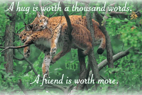 Friendship-ani.gif Animal Friends image by sun_angel_8