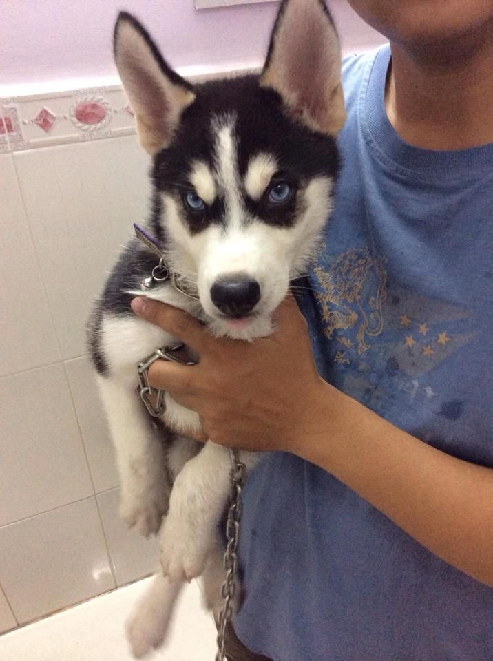 Husky 10 tháng sắp lên giống cần bán! - 1