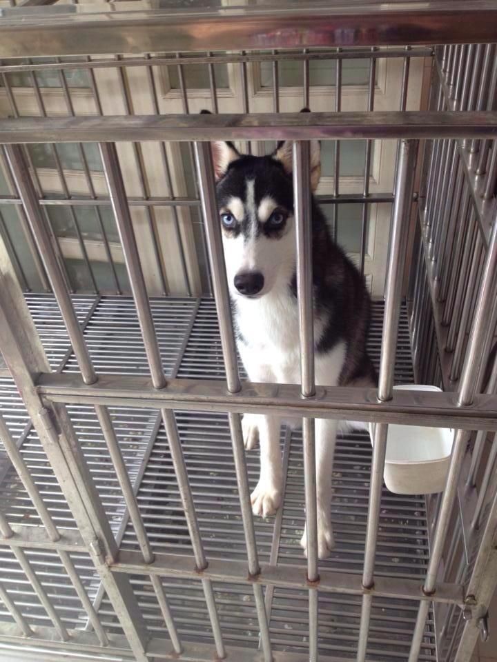 Husky 10 tháng sắp lên giống cần bán! - 2