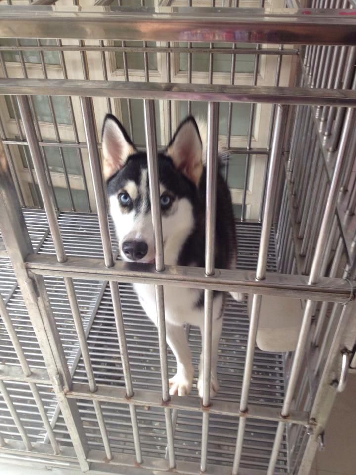 Husky 10 tháng sắp lên giống cần bán! - 3