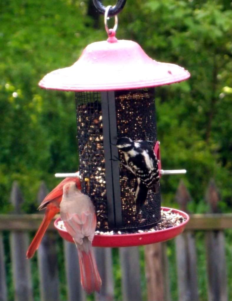 Woodpecker-cardinals