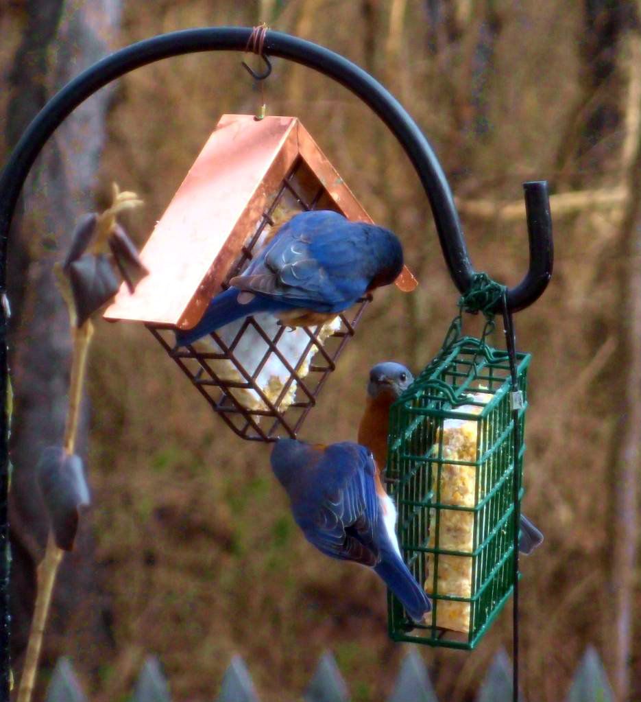 Bluebirds1-24-132