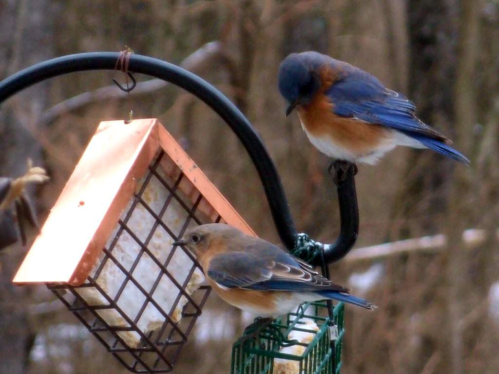 Bluebirds1-24-1321