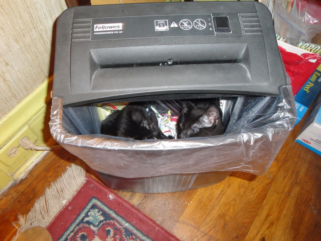 kittens in the shredder